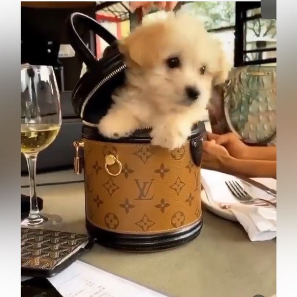 🎊LIVE SHARE SHOW 🎊 Like this Listing to be
Notified When I Go Live!🤫🎤🤩🌸🌸 - Picture 4 of 8